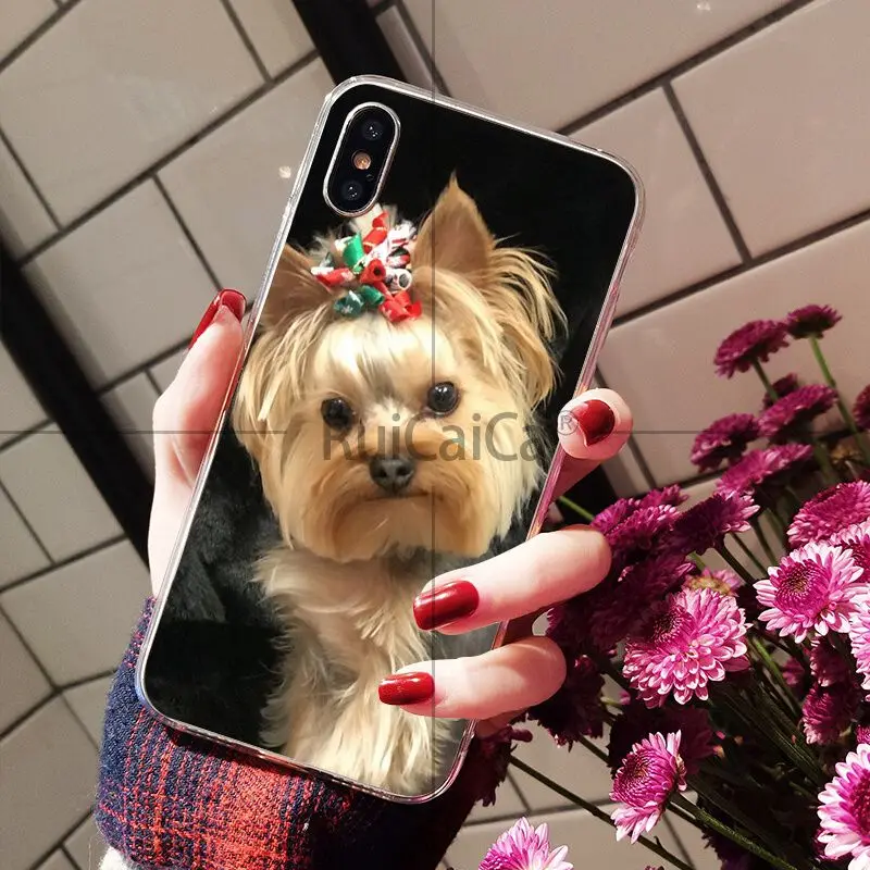 Yorkshire Terrier Dog