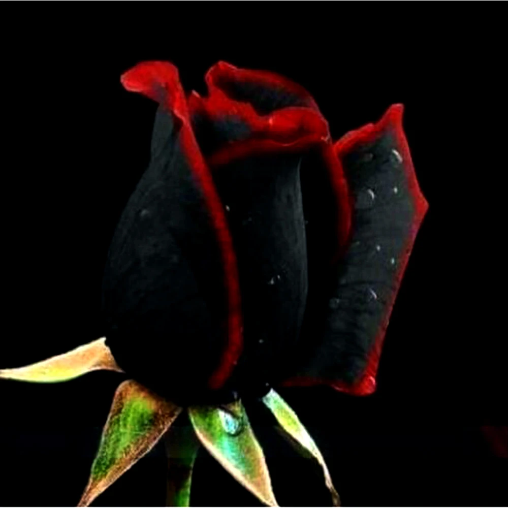 

600 Rare Rose Bonsai Black Roses with Red Edge Rare Rose Flower Pot Landscape for Garden Bonsai Planting bonsai seedlings