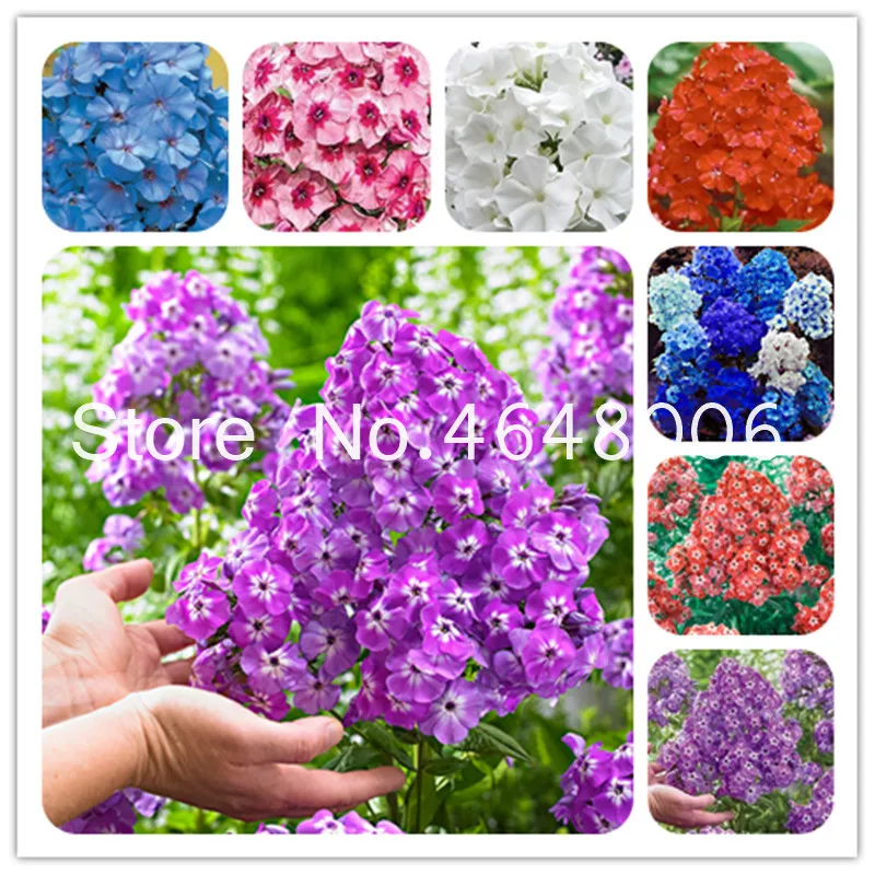 

Buy Phlox Flower Bonsai 100 Pcs Beauty Phlox Drummondii Semente Bonsai Planting Light Up Your Personal Home Garden
