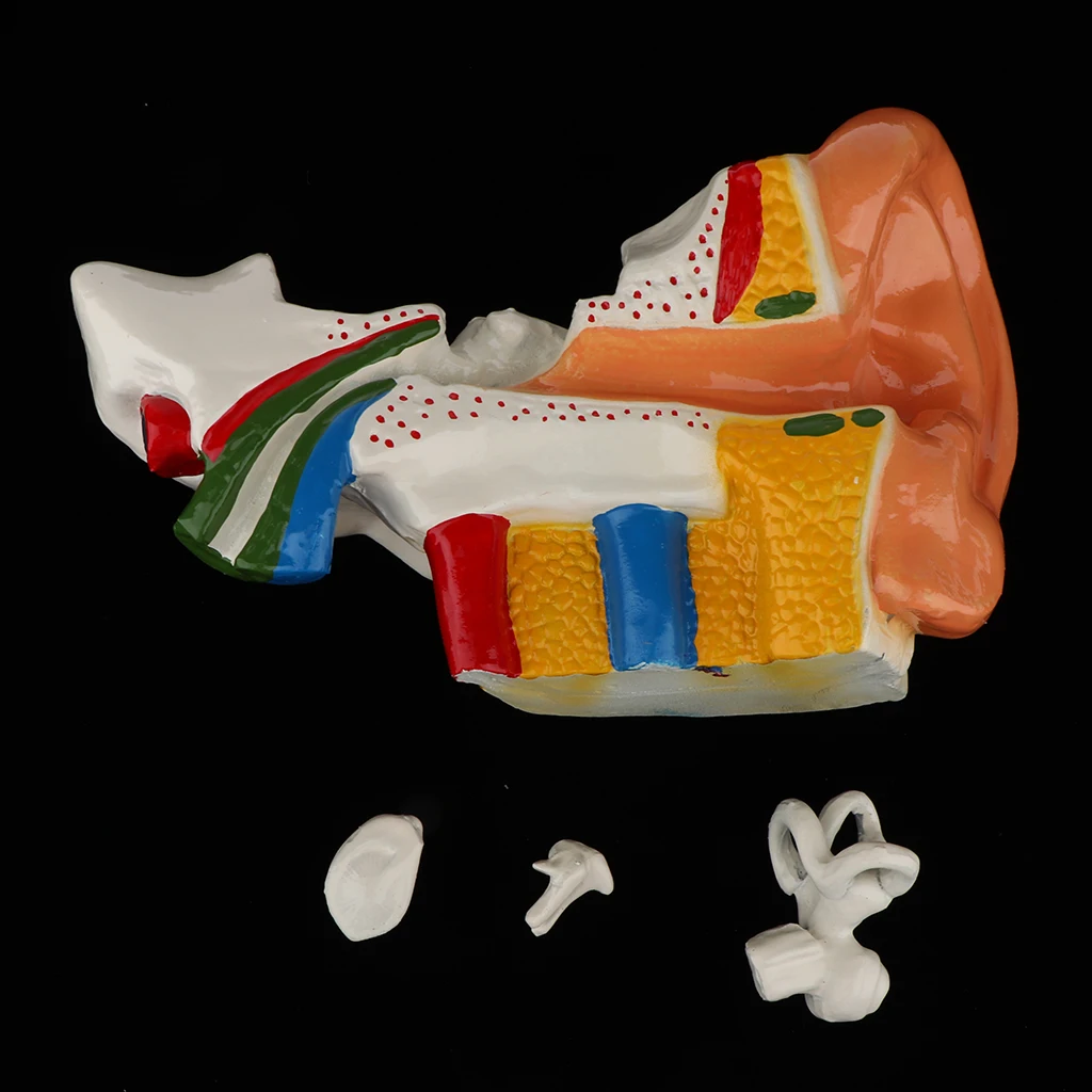 6 Times Enlarged Human Ear Anatomy Model Educational Learning Display Lab Equipment