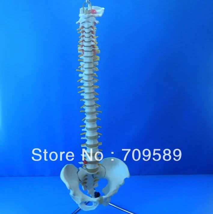 

Lifetime Flexible Spine,Medical Teaching Human Spine Model