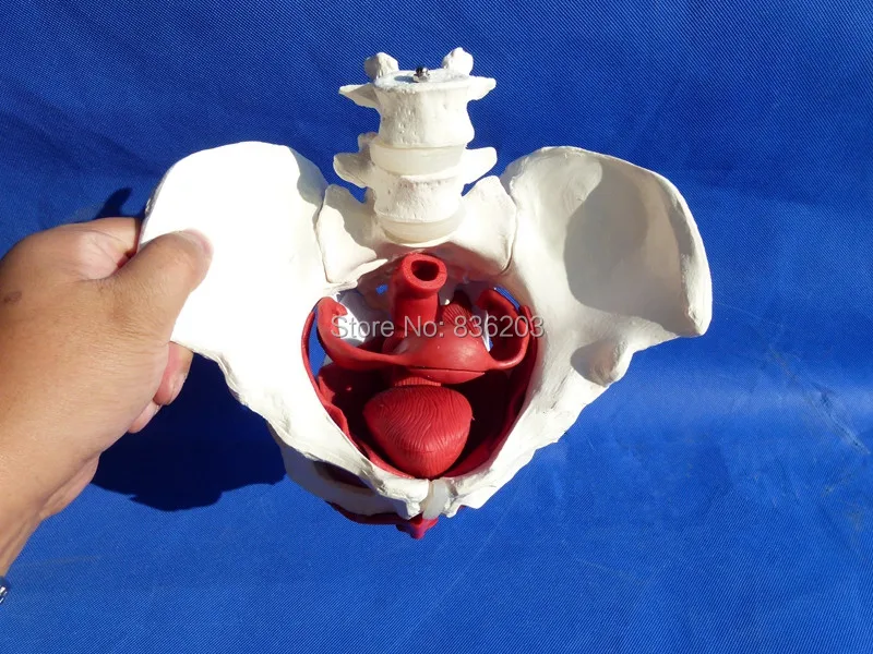 

Female Pelvis with Removable Organs anatomy skull skeleton anatomical brain model mixer in trauma for sale esqueleto anatomia