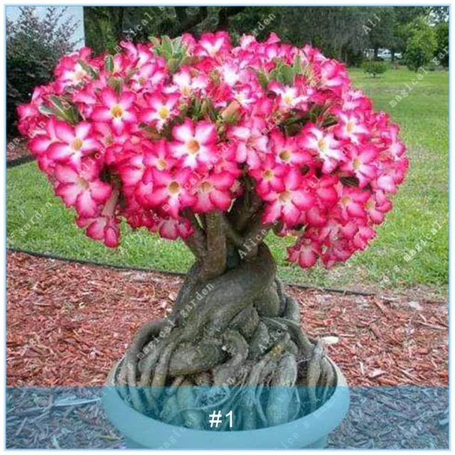 ZLKING Hot Sale Desert Rose Flower Plant Bonsai Flower Perennial Garden