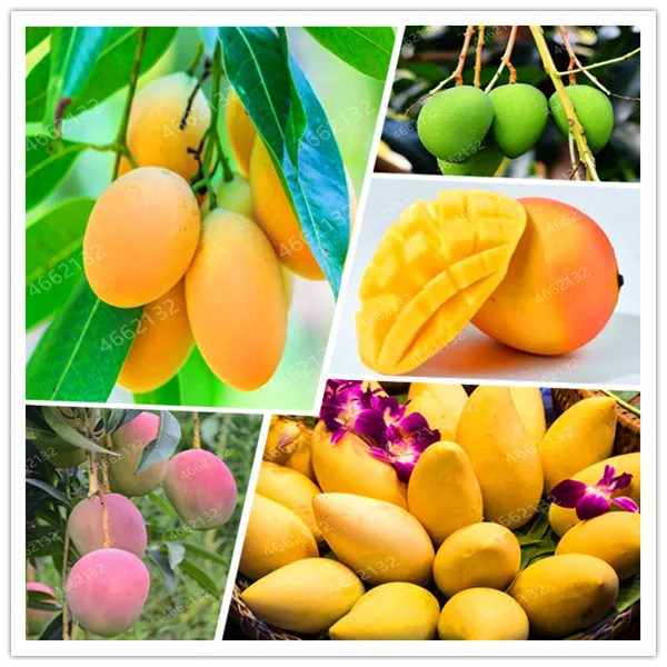 

2pcs Mango Bonsai Mangifera Indica Tree Bonsai plants Organic Fruits And Vegetables potted plants For Home Garden Planting