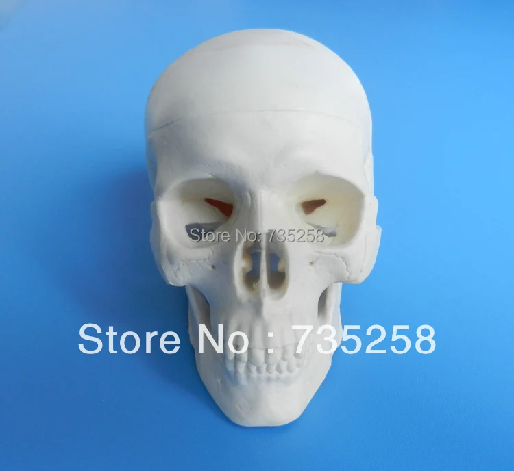 

Miniature Plastic Skull ,Small Skull Model ,Delicate Skull Model