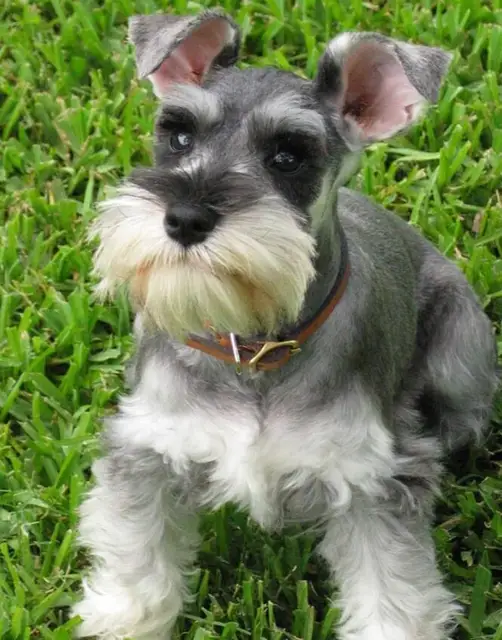 full square diamond embroidery schnauzer Dog 5d diy diamond painting