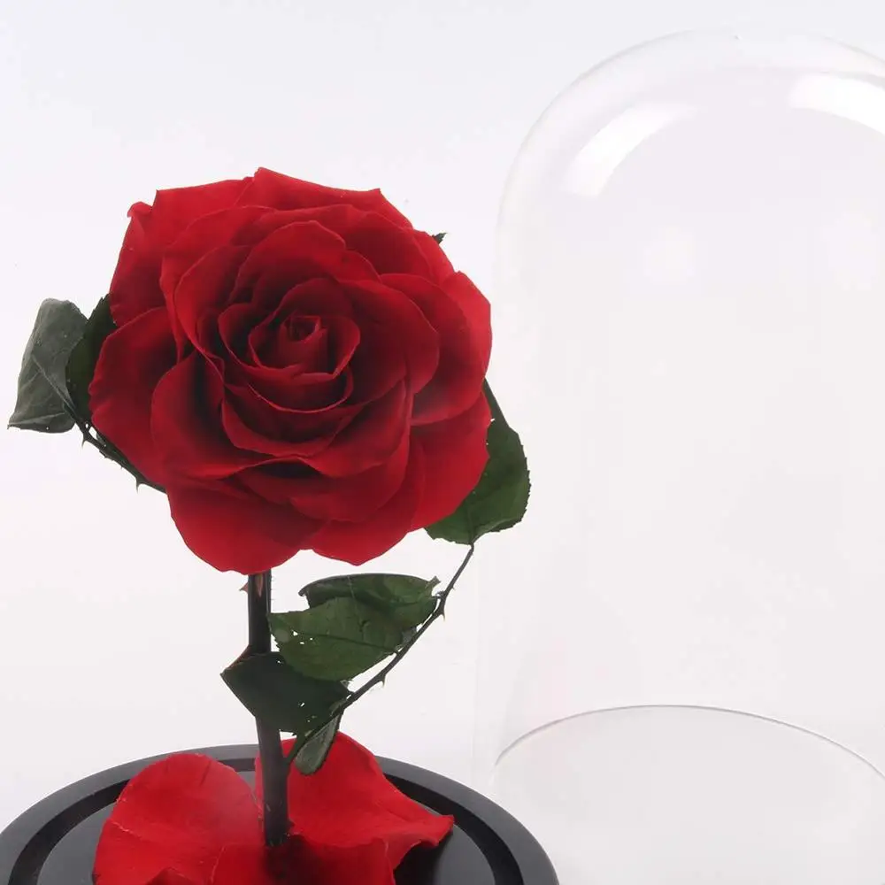 New Enchanted 3 Head Rose Preserved Fresh Flower with Fallen Petals in a Glass 