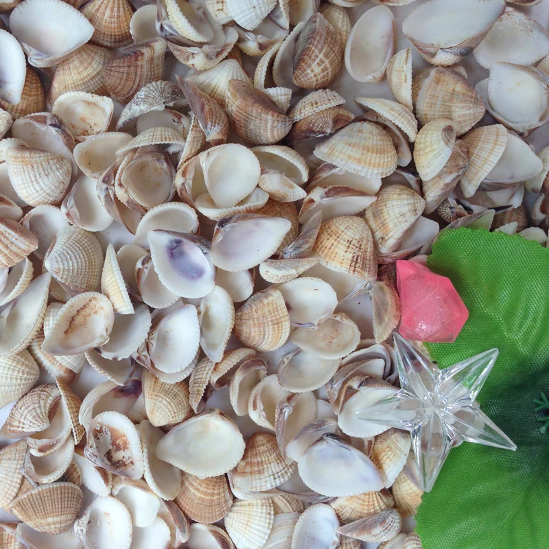 100pcs/lot Natural shell grey shell sallei fish tank yangtz aquarium