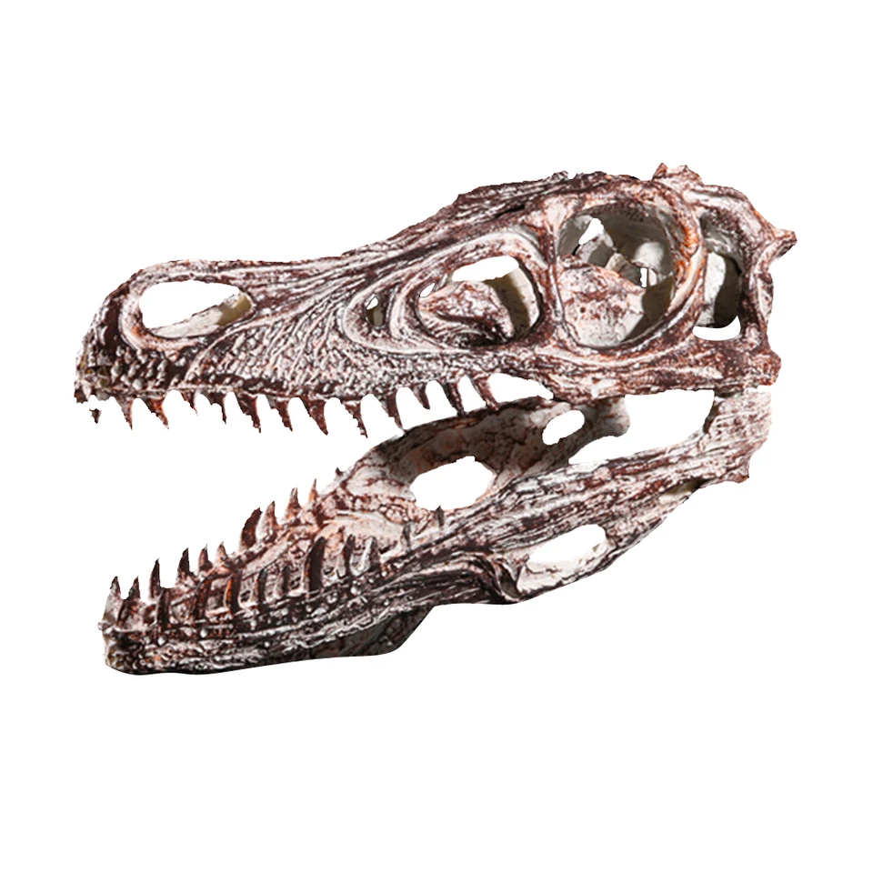 VelociRaptor Cranio Della Resina Replica Modello di Testa di Scheletro  Collezione Disegno Insegnamento - AliExpress, image size:960x960