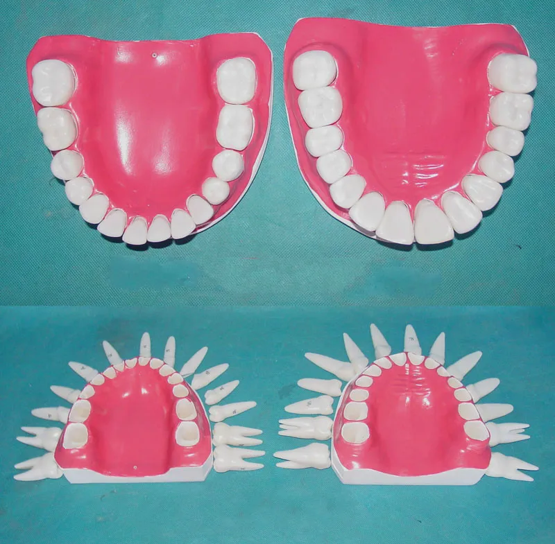 

Human Tooth Model Teeth Care Dental Teaching Model Detachable 28 Teeth with Tongue Oral Teeth Model Medical Teaching Models