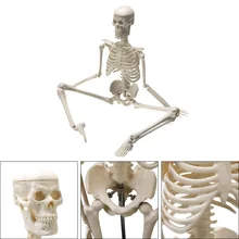 Esqueleto anatômico humano 45cm, de alta qualidade, anatomia, esqueleto, modelo médico, para aprender, anatomia, modelo, varejo