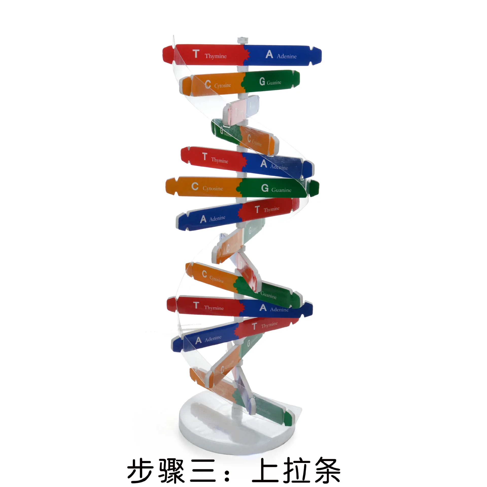 estrutura modelos de dna ciência biológica equipamento