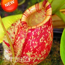 Бонсай! непентес цветник и трав хищных растений очистить воздух поймать насекомых 50 шт./пакет,# TCBOB3