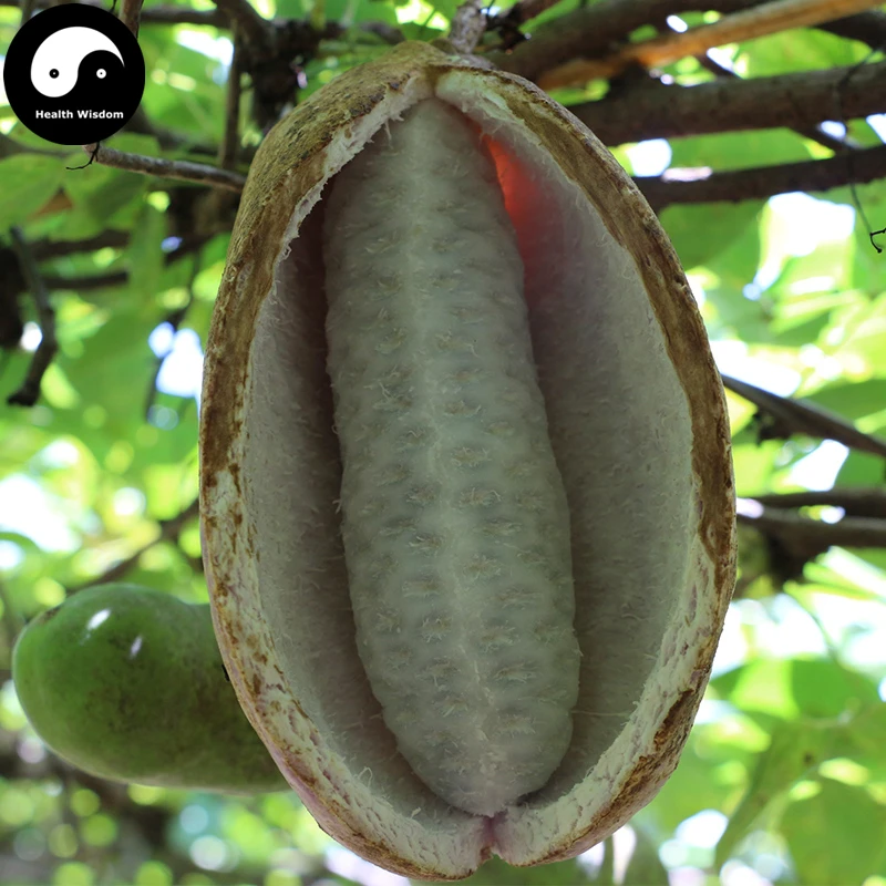 

Buy Wild Banana Semente 60pcs Plant Fruit Musa Chunii For Decaisnea