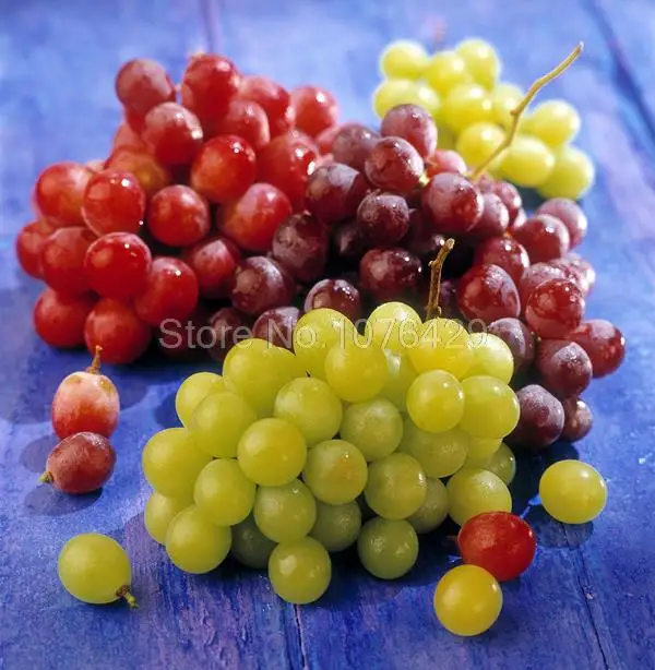 50mixed grape seeds home gardens vitis vinifera delicious fruit plant seed SP 