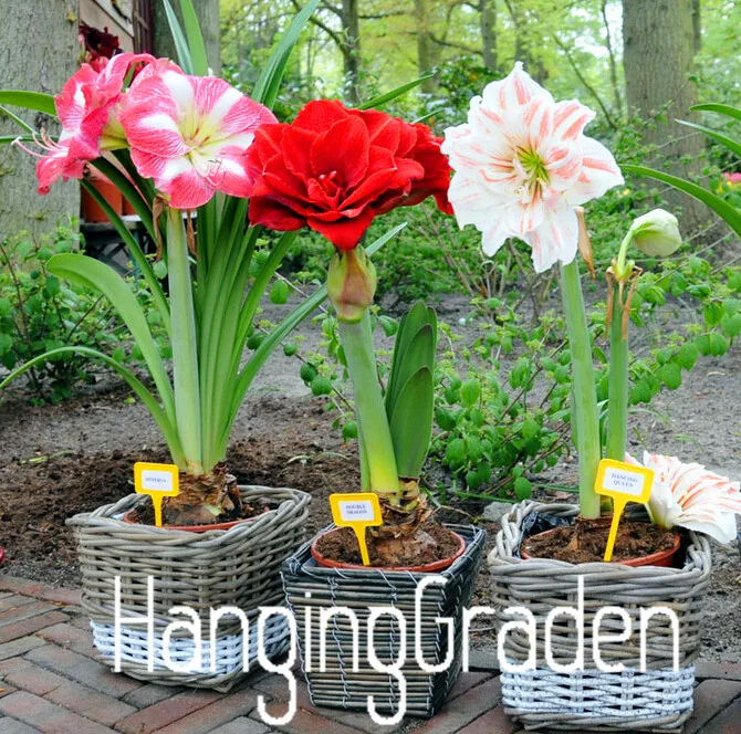 

100 Pieces/bag,Amaryllis garden, free shipping cheap Flower plant, Barbados lily potted flores, Bonsai flower,#4057WJ