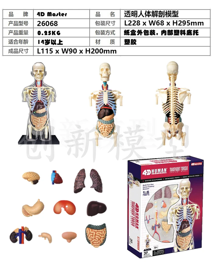 Собранный прозрачный туловище человека Анатомия человека модель 4D бюст мужской тело голова скелетно-мышечная Анатомия научная модель
