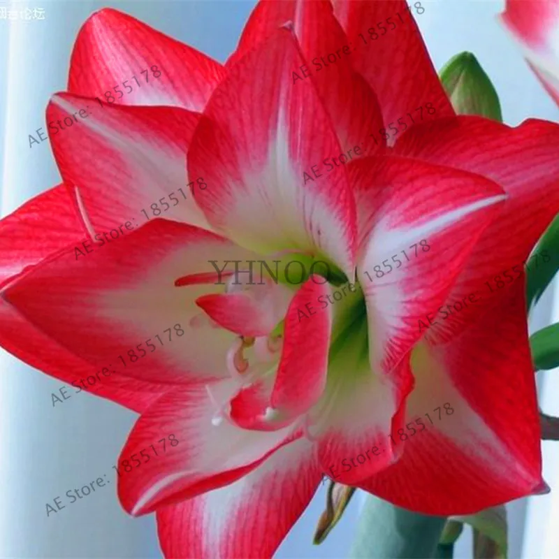 100 шт./пакет Amaryllis Barbados Lily сад в горшке хиппеаструм рутилум бонсай из цветов .