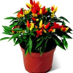 

Rainbow Chili peppers seeds 200pcs Multi color Bonsai Pepper seeds Interest Mini Garden & Home Plant vegetable seeds