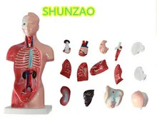 Human Torso model 26CM human internal organs Human Anatomy Torso anatomical model iso foot anatomy model anatomical foot model