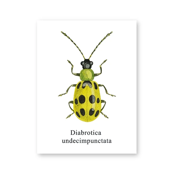 Акварель Жук иллюстрация принты Coleoptera насекомые плакаты домашняя комната Настенный декор образовательный холст живопись картина - Цвет: PH3582