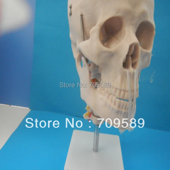 

Human New Skull Model on Cervical Spine,skeleton model 4 part