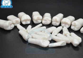 

28 Pcs Isolated Tooth Model Simulation Teeth Structure Model
