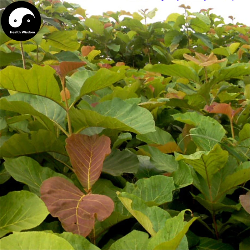 

Buy Tectona Grandis Tree Semente 40pcs Plant Golden Tik Rare Hard Wood Teak You Mu