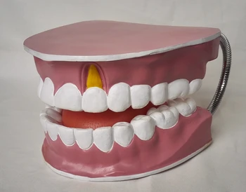 

Oversized Tooth Care Health Model Dental Care Model Full Mouth Model with Tongue Teeth Anatomy Pathology Dentistry 20X24X12CM