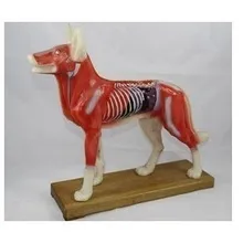 Собака тело иглоукалывание модель/собака модель/собак тела Иглоукалывание Модель