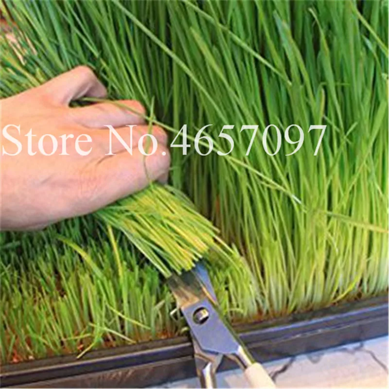 1000 Pcs Cat Grass Plant Herb Edible Lemongrass Kitchen Vegetable Bonsai Medicinal Use graines legumes potager DIY Home garden