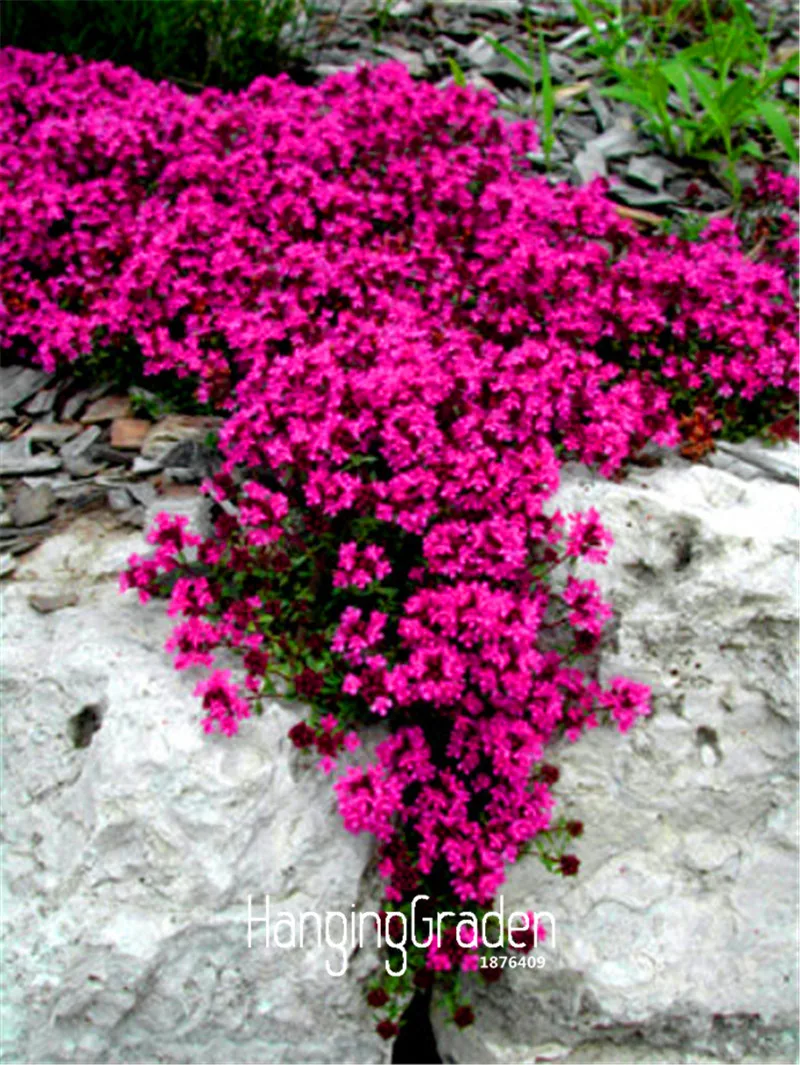 

Hot Sale! 100 Pcs/Bag Scarlet Creeping Thyme Bonsai Heirloom Non GMO Heirloom Ground Cover flower Plant