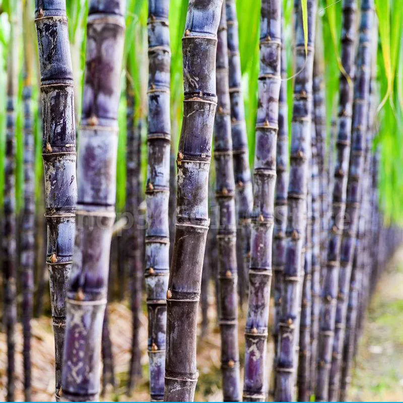 

Succulent sugar cane bonsai 100 particles delicious Vegetable and fruits garden Are rich in sugar sugarcane plant health