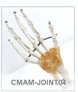 CMAM/12360 верхняя часть кости, плечо, медицинские конечности анатомические модели