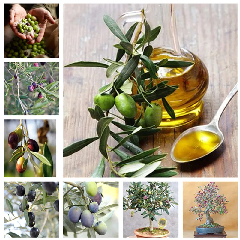 2 шт. мини Dwaf сад оливковое дерево Bonsais завод, открытый съедобные фрукты и овощи в горшках дворовое растение для Цветочный Горшок Кашпо