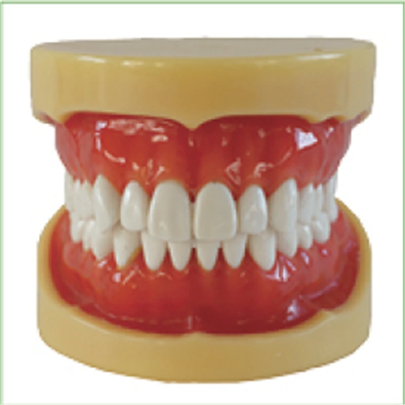  1pc Removable Model28pcsHard Gumteeth models Teeth Jaw Models for dental school teaching dentist de - 32841489304