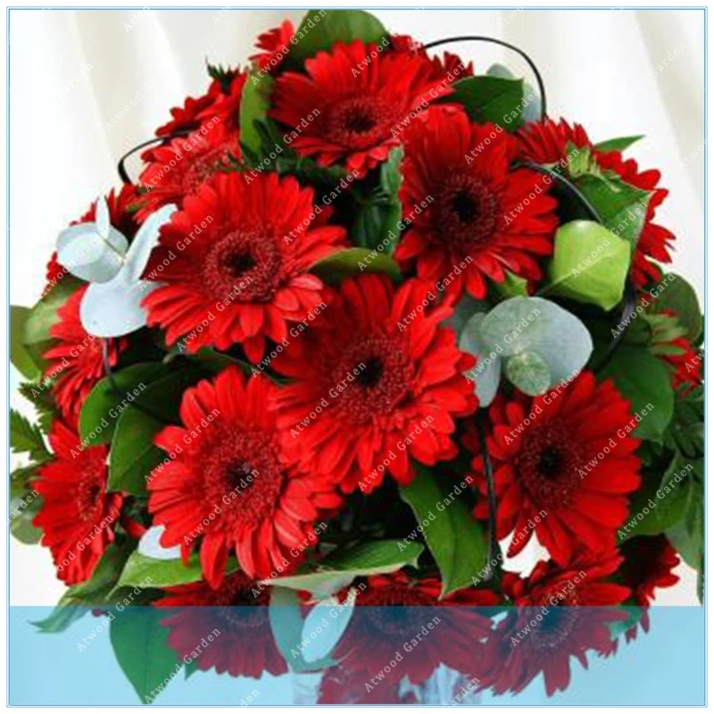 

ZLKING 200pcs Red Gerbera Red Cineraria easiest growing flower, hardy plants flower exotic ornamental for garden