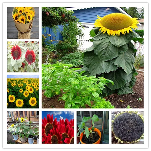 

50 Skyscraper "8 Feet Tall" Sunflower bonsai Easy To Grow Annual Giant Novel Blooming Plants Home Garden * bonsai Free Shipping