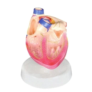 

Cardiac conduction system Simulated human heart model Medical teaching demonstration simulation props 11*11*14cm