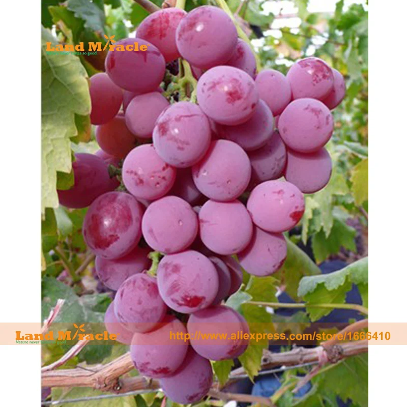Popular Red Wine GrapesBuy Cheap Red Wine Grapes lots from China Red