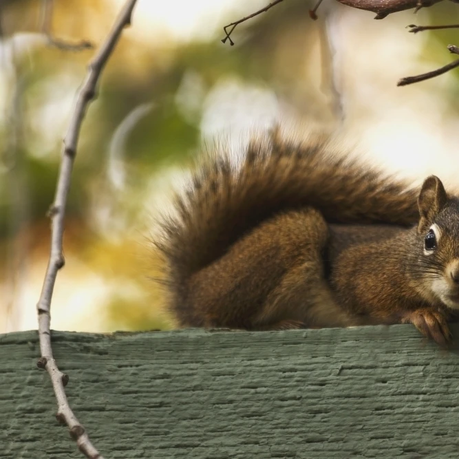 Red squirrel relaxing on green fence; Edmonton  Alberta  Canada Poster Print (19 x 12)