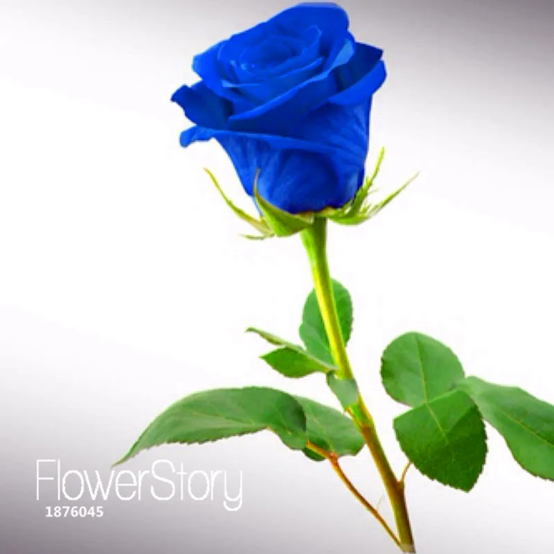 Big Sale!Blue Rose Fragrant Gardens Flowering Plants Strong, Blue