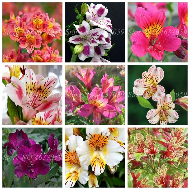 

100 Pcs Bonsai Hot Peruvian Lily Bonsai Alstroemeria Flower Plant Mix-Color Beautiful Flore For Home Garden Plants Free Shipping