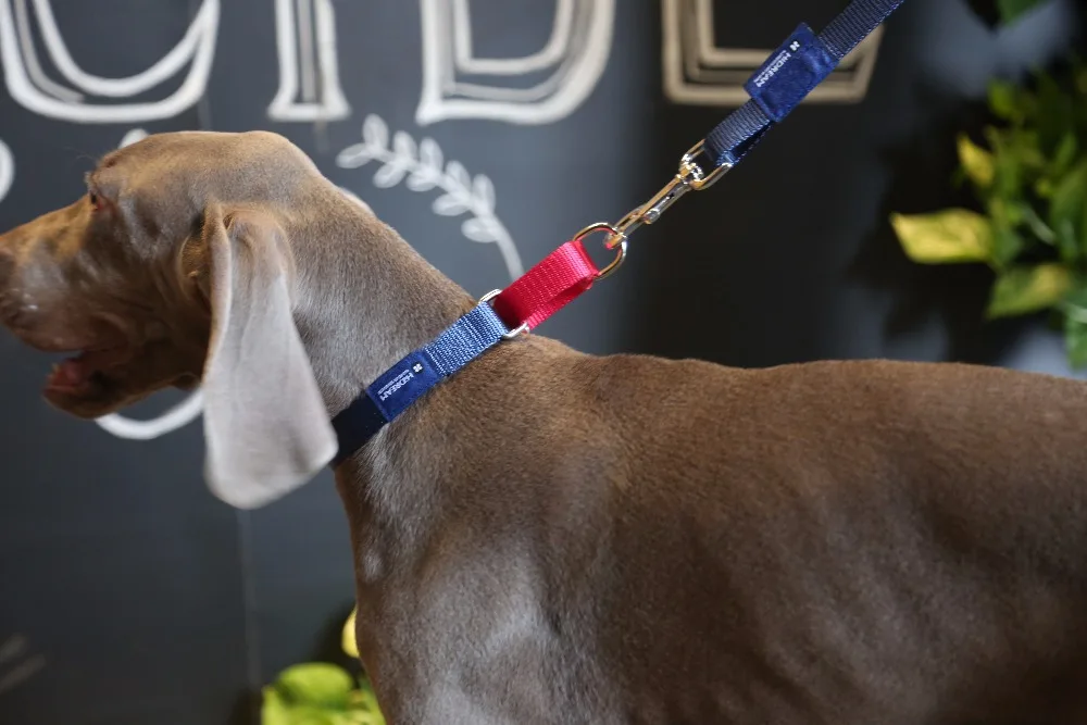 

Dog Collar Double-color Buffering Pet Supplies Rainbow Series Good Gift For Dog