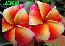 7 to15inch Rooted Plumeria Plant Thailand Rare Real Frangipani Plants no259-siamaurora-17