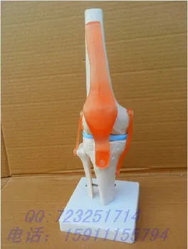 

Function model , human articular model joint model