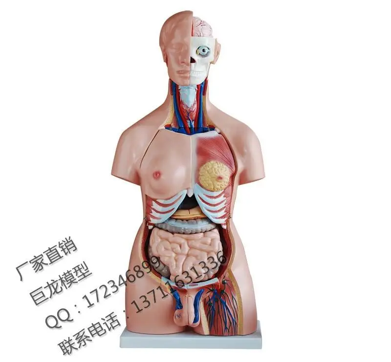

PVC high quality 85cm human torso unisex 40 pcs set model human model of the human body model
