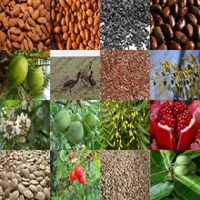 Чистые органические Виргинские несущие масла | Нерафинированные | холодного отжима