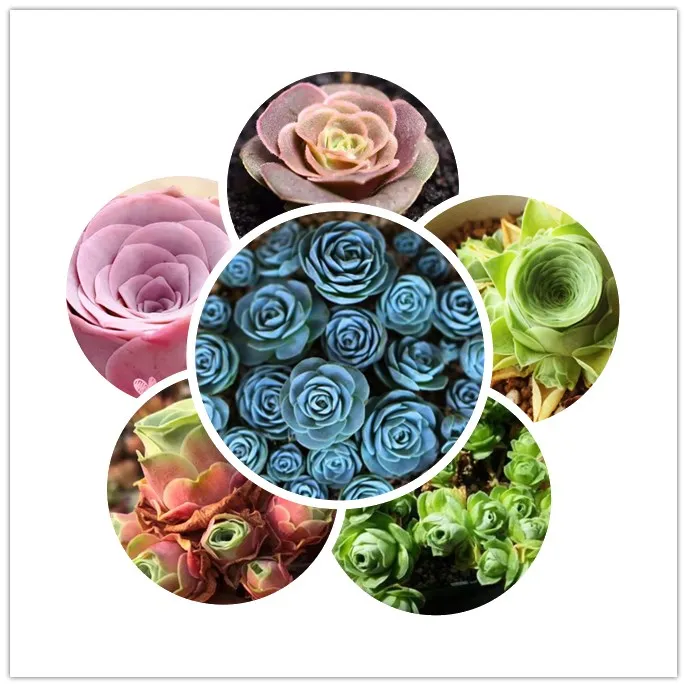 

Mini mountain Rose 100pcs Green Rose Garden Greenovia Flower Bonsai Lovely Succulent Plant meaty plant Flower Bonsai