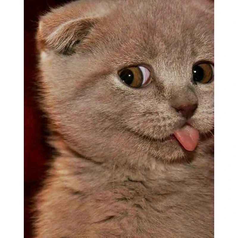 

YIKEE Diamond Painting 5d Cat Square Rhinestones Pictures Cross Stitch Mosaic House y1058